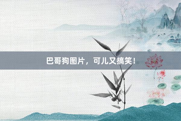 巴哥狗图片，可儿又搞笑！